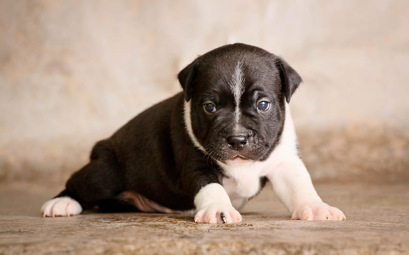 Staffordshire Bull Terrier, small puppy, white black puppy, small dog, pets, HD wallpaper