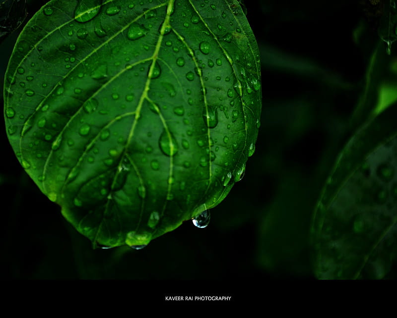 monsoon, cute, kerala, green, dark, india, rain, leaf, HD wallpaper