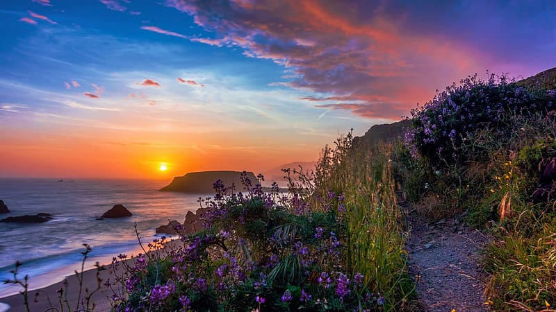Goat Rock State Beach - Sonoma Coast State Park, California, coast, colors, sky, sun, usa, ocean, sunset, pacific, landscape, flowers, HD wallpaper