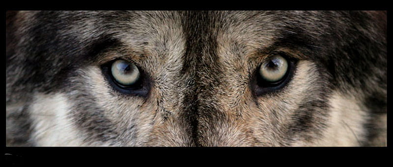 LOOK, INTO MY EYES TO SEE MY SOUL, bonito, howl, canine, wolf pack, solitude, friendship, gris, mythical, majestic, pack, dog, lobo, arctic, look, into my eyes to see my soul, abstract, wild animal black, winter, spirit, timber, canis lupus, snow, wolf , grey wolf, nature, wolf, wolves, white, lone wolf, howling, HD wallpaper
