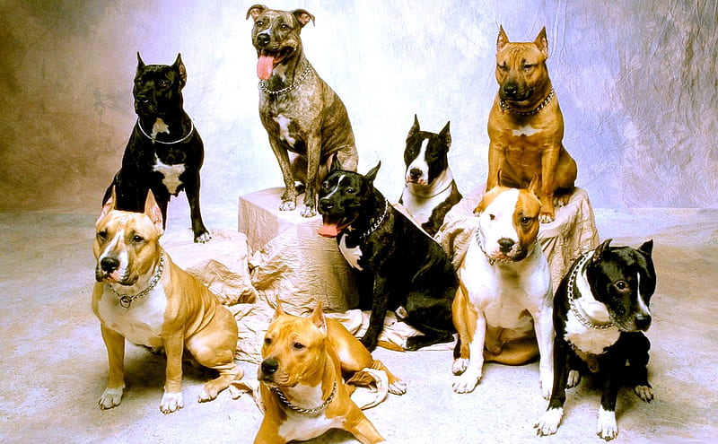 THE MAFIA TEAM, chain, posing, nine, dogs, team, HD wallpaper