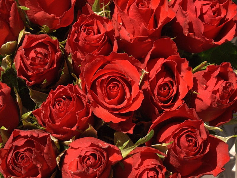 Roses, red, rose, flower, skin, carpet, HD wallpaper