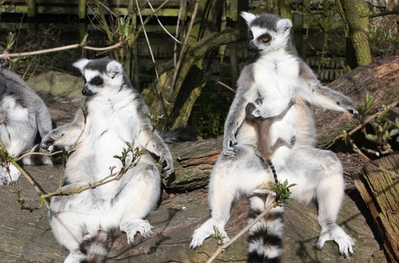 lemurs, furry, ringed, tails, long, HD wallpaper