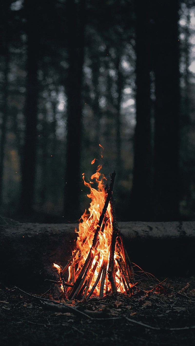 Bonfire, campfire, forest, HD phone wallpaper