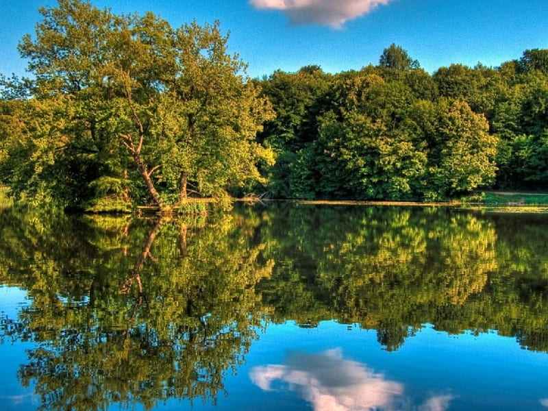 The beauty of reflexion, reflexion, water clouds, trees, HD wallpaper ...