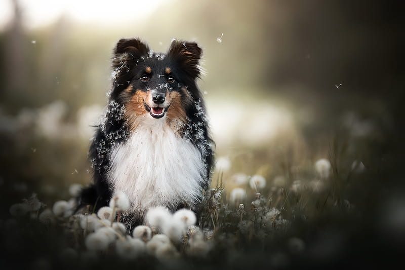 Dogs, Shetland Sheepdog, Dandelion, Depth Of Field, Dog, Pet, HD wallpaper