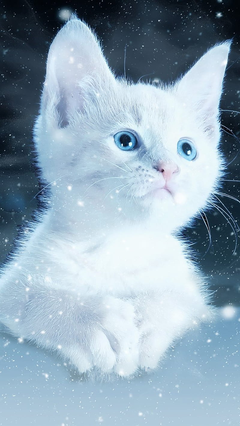 Cat Design, bonito, beauty, cats, white, wizard, HD phone wallpaper | Peakpx