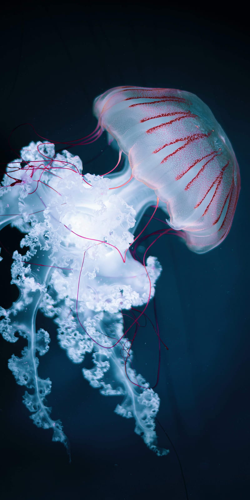 Jellyfish, biology, jelly, fish, HD phone wallpaper | Peakpx