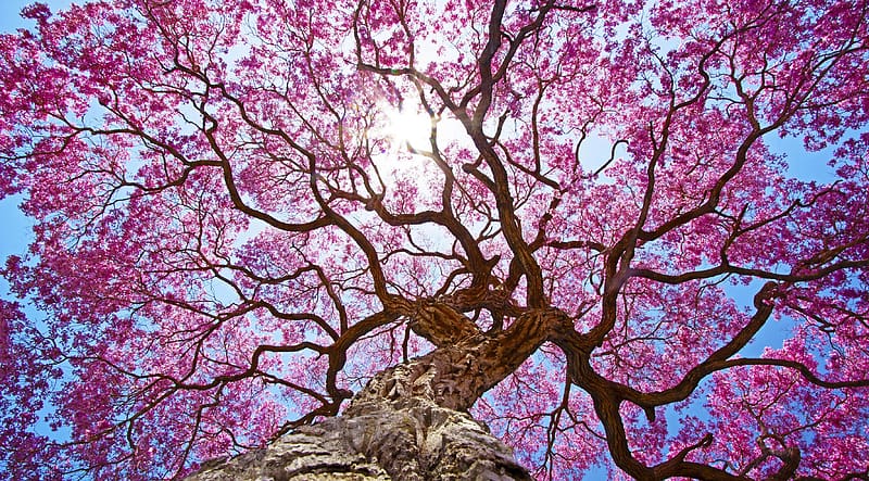 Flowers, Pink, Sakura, Tree, , Canopy, Blossom, HD wallpaper