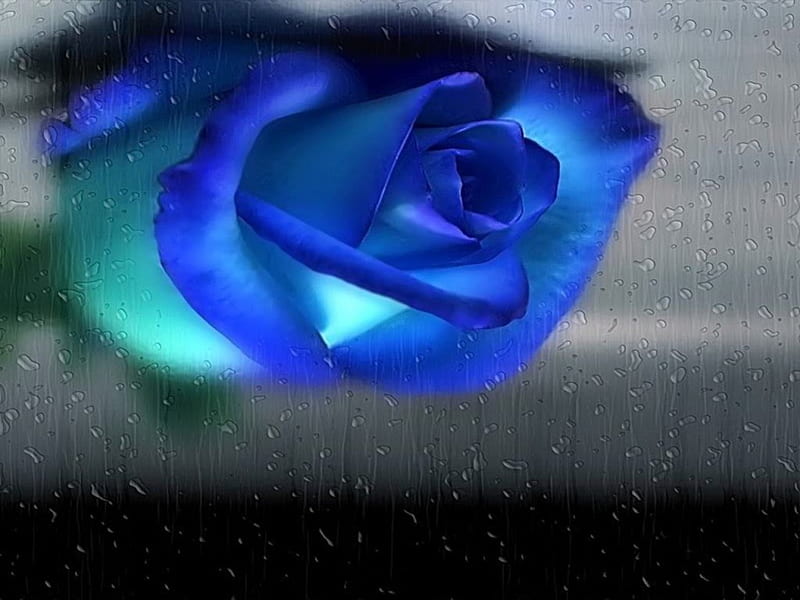 Blue rose and water drops, lovely, rose, blue, water drops, HD ...