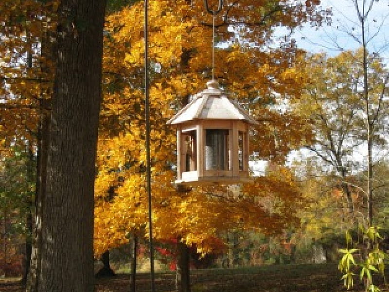 Bird feeder, fall, leaves, landscapes, nature, trees, HD wallpaper