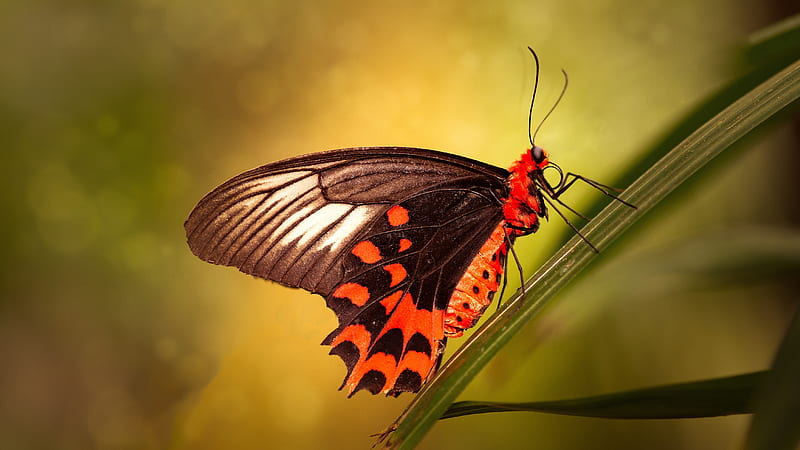 Animal, Butterfly, Insect, Macro, HD wallpaper