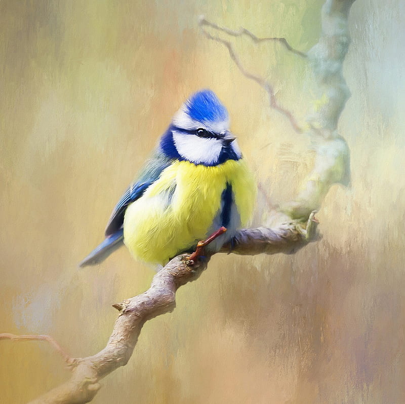 :), art, bird, painting, yellow, pasari, pitigoi, blue tit, pictura, HD wallpaper