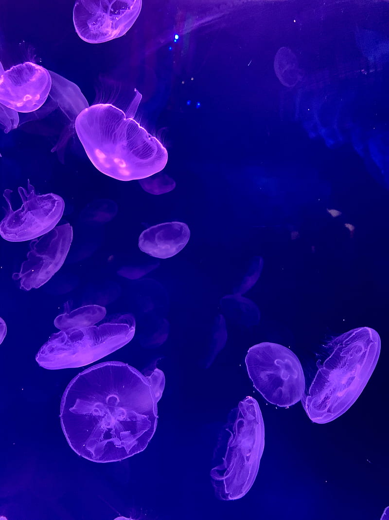 jellyfish, underwater, water, glow, HD phone wallpaper