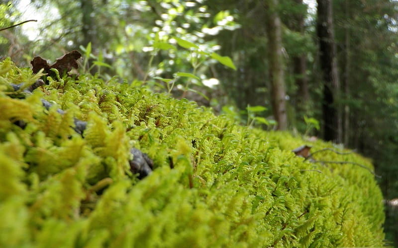 forest moss-Forest plants, HD wallpaper
