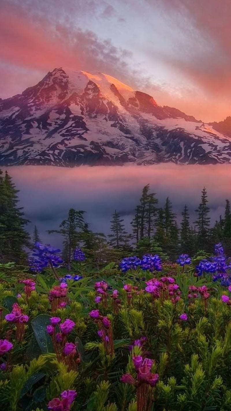 Nature , mountains, flowers, sunlight, snow, tree, HD phone wallpaper