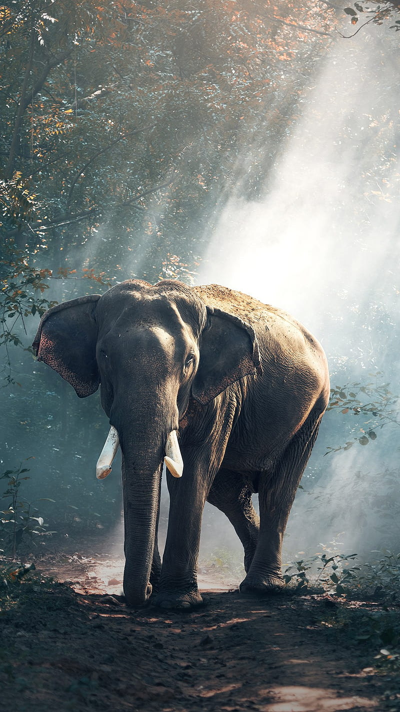 FOREST ELEPHANT, HD phone wallpaper | Peakpx