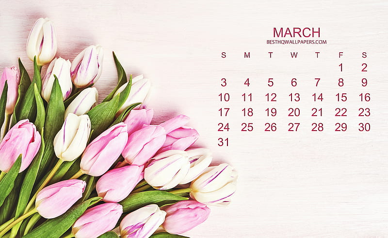 2019 March Calendar, pink tulips, pink floral background, 2019 calendar, March, beautiful spring flowers, tulips, spring, calendar for March 2019, creative art, HD wallpaper