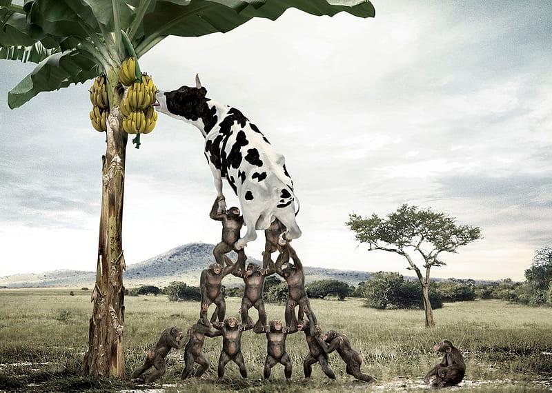 :D, commercial, milk, banana, animal, cow, advertise, monkey, tree, add, fantasy, funny, HD wallpaper
