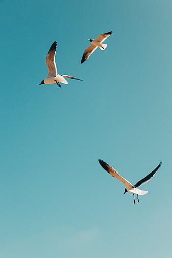 White and black birds flying under blue sky during daytime, HD phone  wallpaper | Peakpx