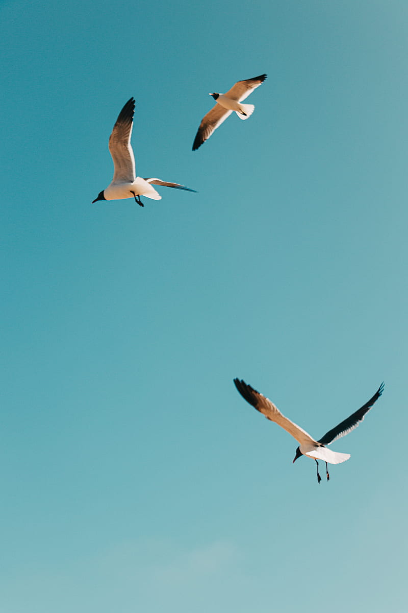 white and black birds flying under blue sky during daytime, HD phone wallpaper