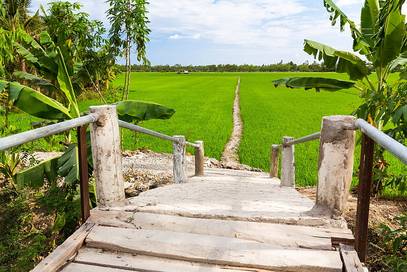 green path, bridge, nature, ricefield, vietnam, way, HD wallpaper