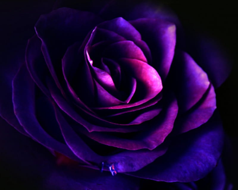 Deep Blue Rose, lovely, rose, deep, closeup, blue, HD wallpaper | Peakpx