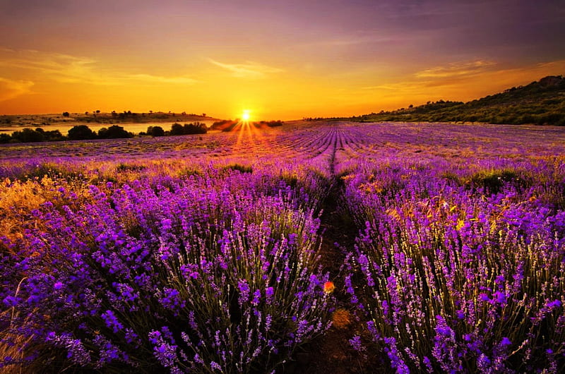 Lavender sunset, lovely, orange, golden, bonito, sunset, lavender, sky, summer, flowers, field, meadow, HD wallpaper