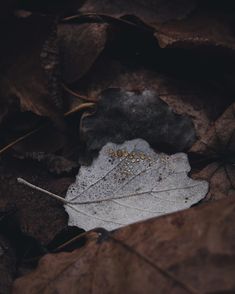 White and brown leaves, HD phone wallpaper | Peakpx