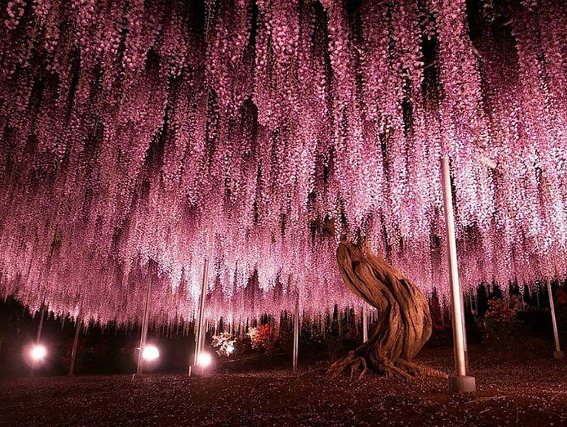 árbol del paraíso, asombroso, árbol, naturaleza, púrpura, Fondo de pantalla  HD | Peakpx