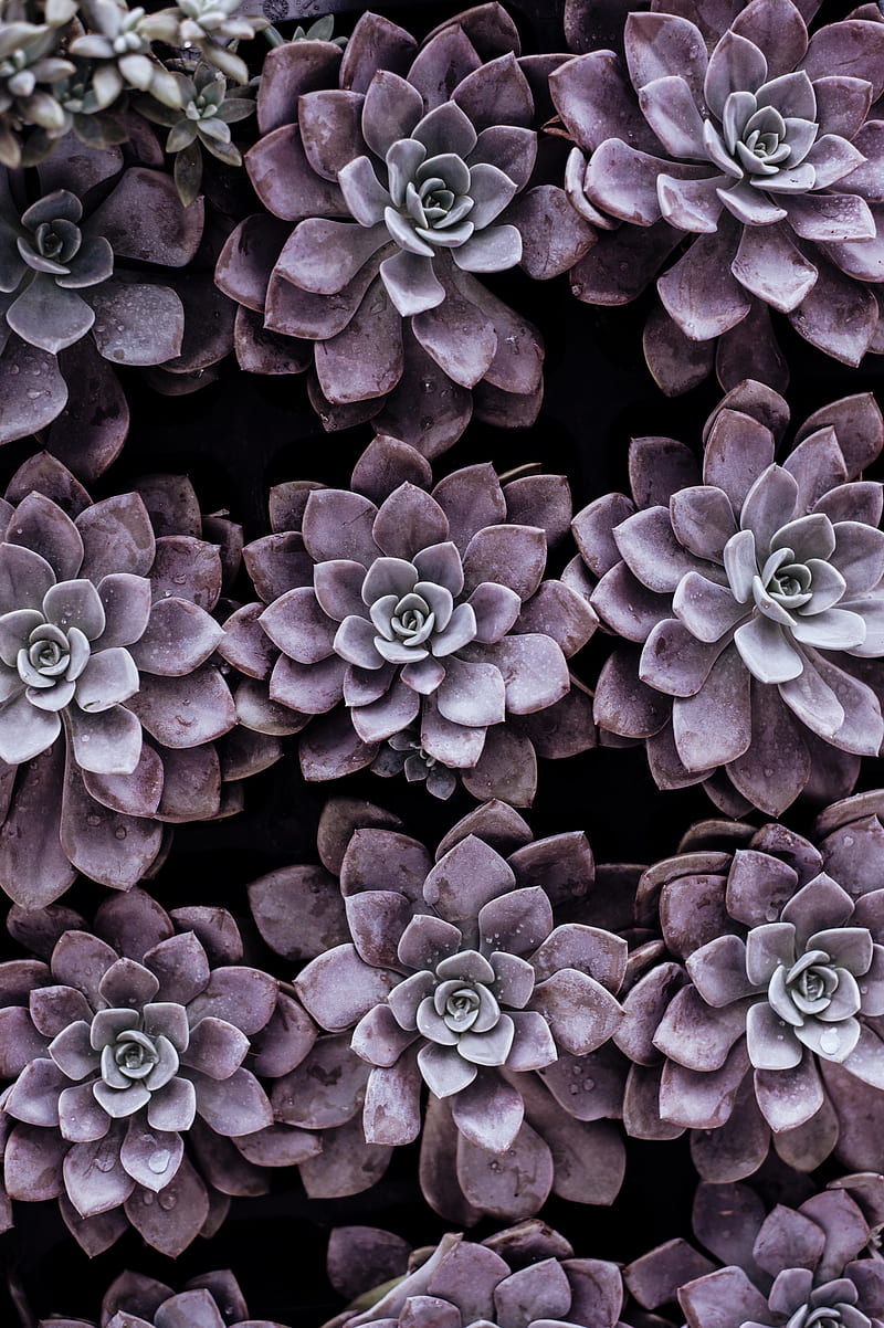 purple succulent plants, HD phone wallpaper