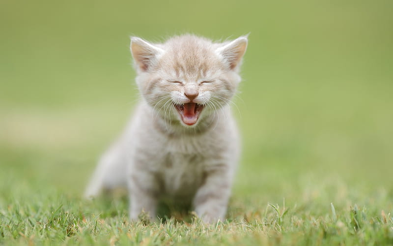 small gray kitten, green grass, pets, small cat, rage, kitten, HD wallpaper
