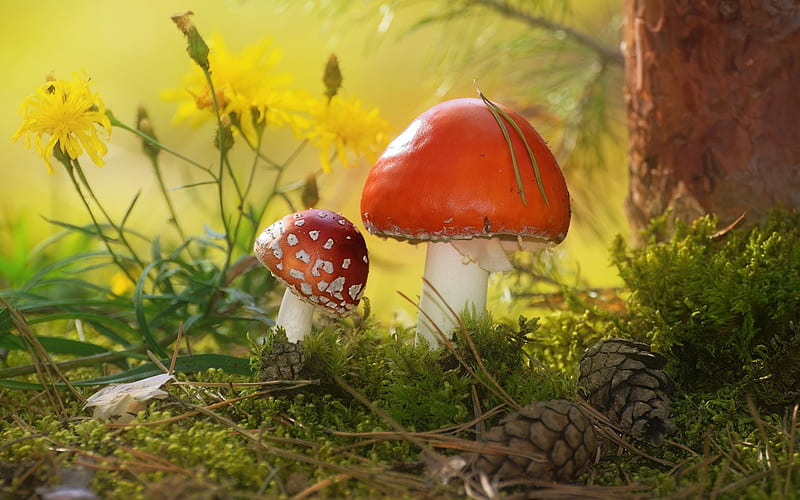 Mushrooms, pin cones, moss, flowers, macro, tree, HD wallpaper