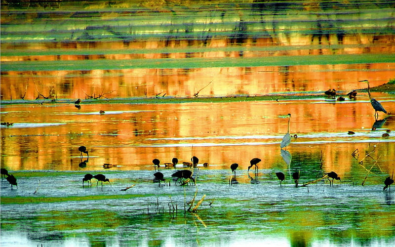 Watson Lake, wildlife, birds, lake, HD wallpaper