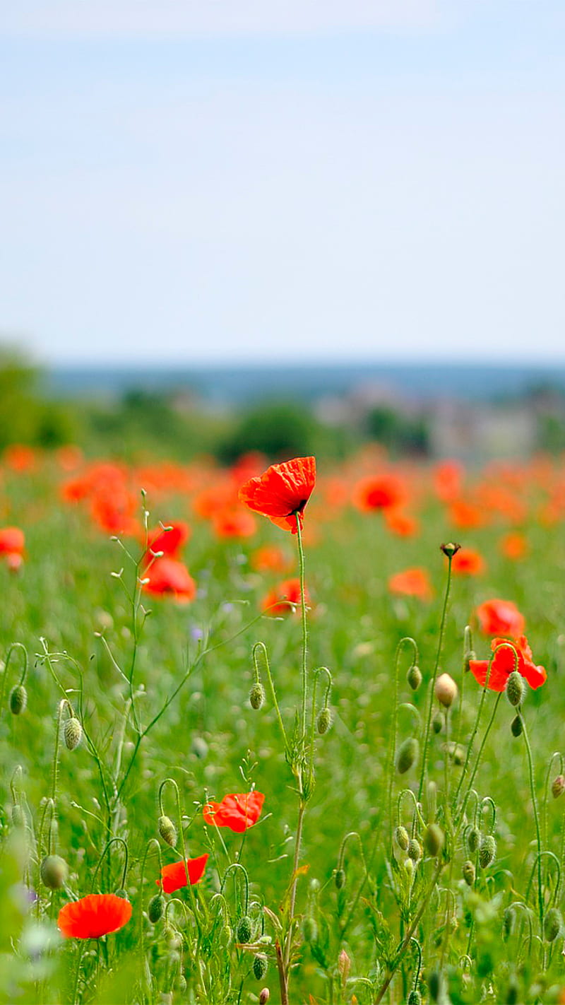 poppies field, cosiness, flora, landscape, nature, summer, HD phone wallpaper