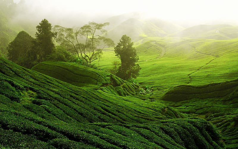 Tea Plantation, HD wallpaper