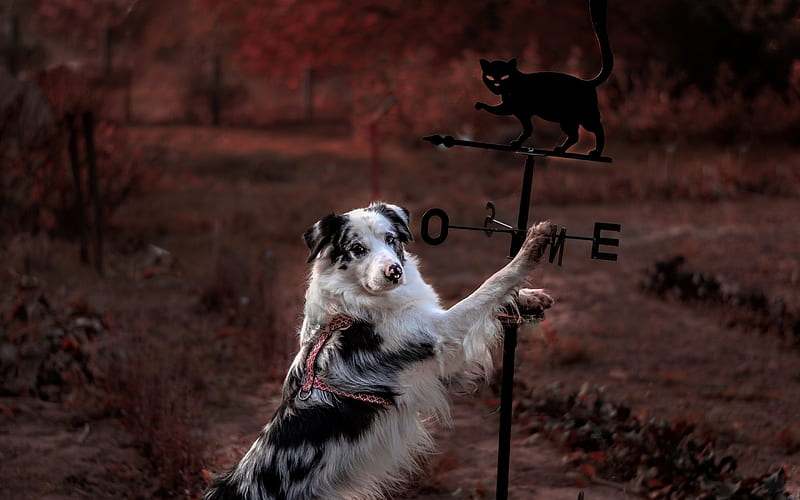 :), australian shepherd, traffic sign, black cat, paw, caine, funny, dog, HD wallpaper