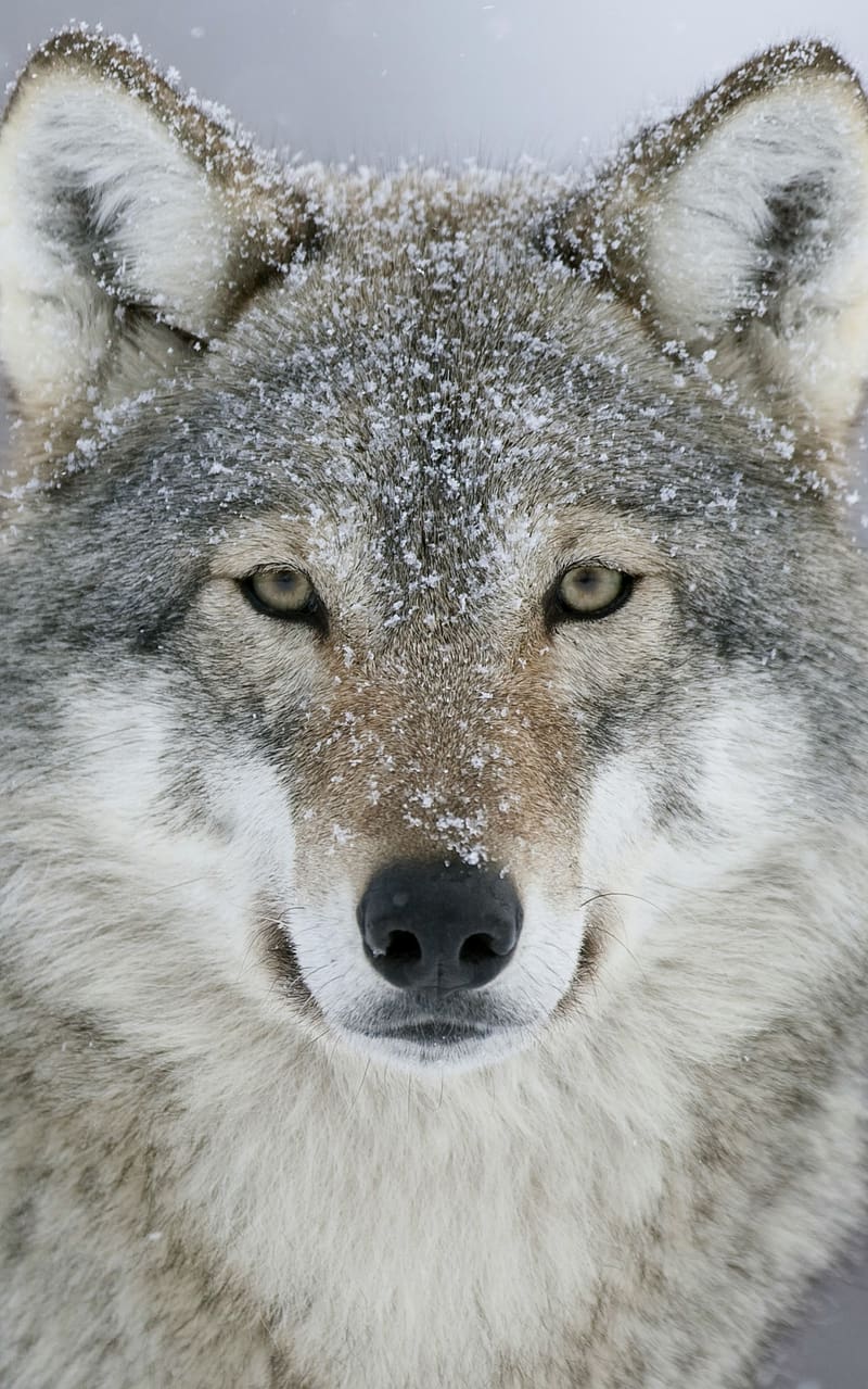 Snow, Animal, Gray Wolf, Wolves, HD phone wallpaper