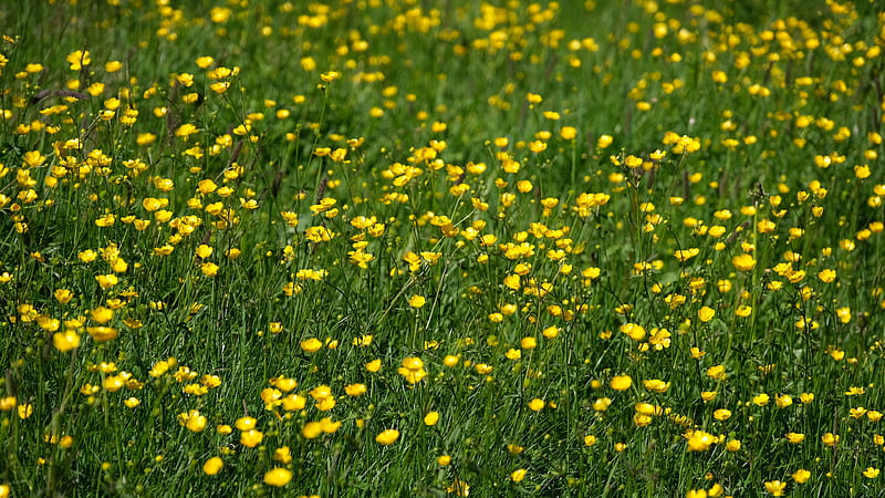 Yellow Flowers Field Green Grass During Daytime Flowers, HD wallpaper