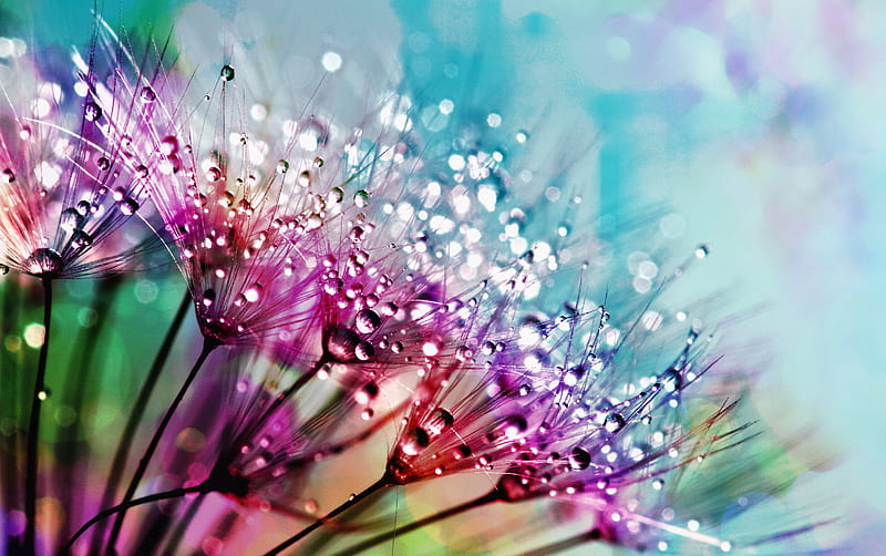 Drop Light Purple Flower Violet Flowers Water Drops Splash Hd Wallpaper Peakpx