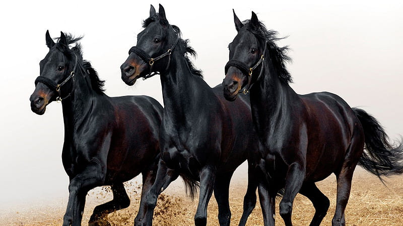 Black Running Horses, stallions, ranch, horses, farm, magestic, equestiran, strength, running, dust, HD wallpaper