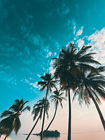 Sunset Palmtree, birdeye, HD phone wallpaper | Peakpx