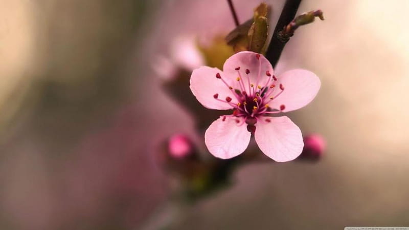 Pink cherry flower, branch, graphy, bokeh, close-up, flowers, pink, sakura, pink flowers, spring, abstract, softness, tree, twigs, macro, pink petals, nature, petals, cherry, HD wallpaper