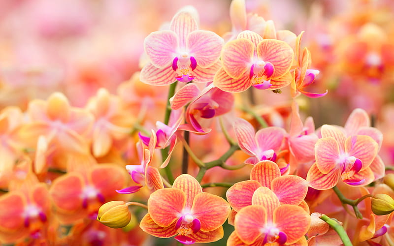 orange orchids, buds, branches, beautiful flowers, orchids, HD wallpaper