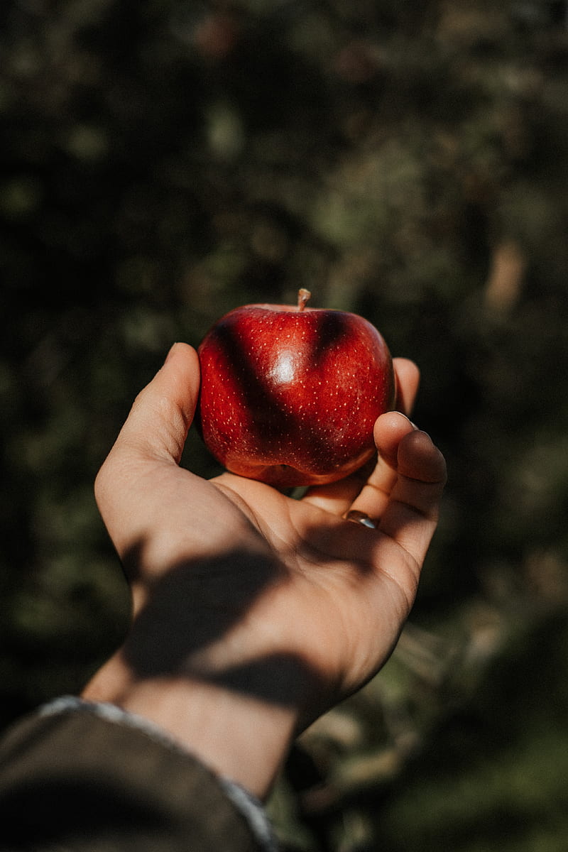 Apple, hand, fruit, red, HD phone wallpaper | Peakpx