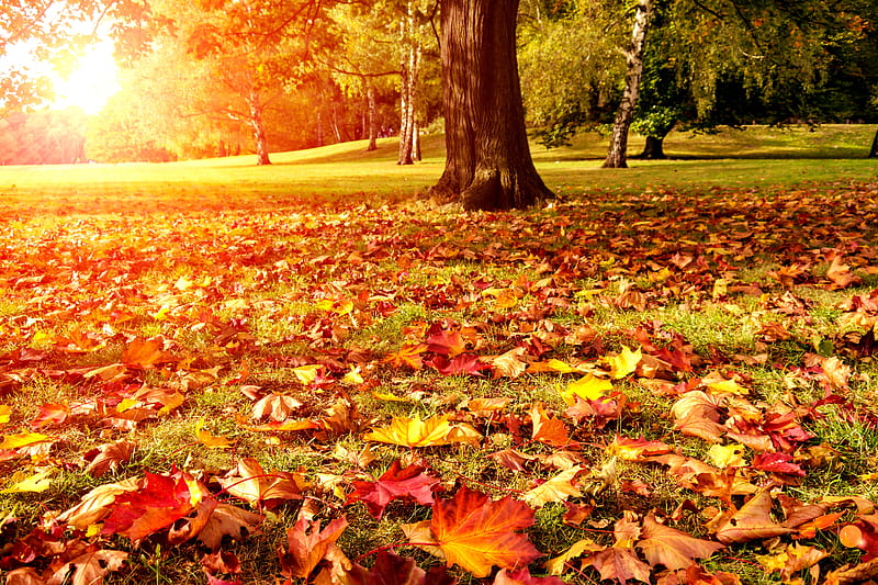Autumn foliage, colorful, fall, autumn, glow, sunlight, park, trees, foliage, leaves, rays, season, sunshine, morning, HD wallpaper