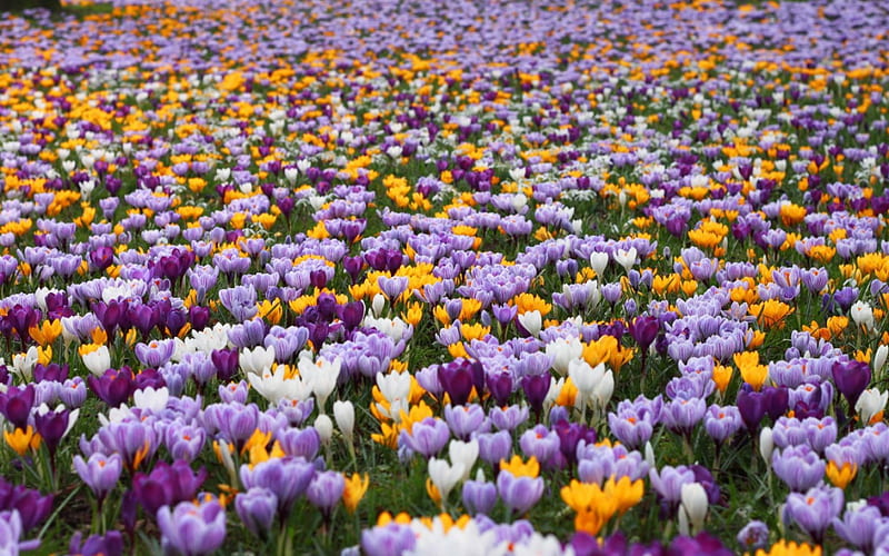 Crocus field, crocus, purple, flower, yellow, spring, white, pink, field, HD wallpaper