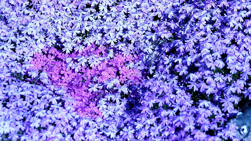 Purple Small Many Spring Phlox Flowers Flowers, HD wallpaper