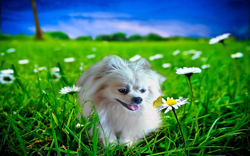 Hello friend..♡, small doggie, daisies, Pomeranian, horizon, grass, Sikh Chu, butterflies, dogs, HD wallpaper