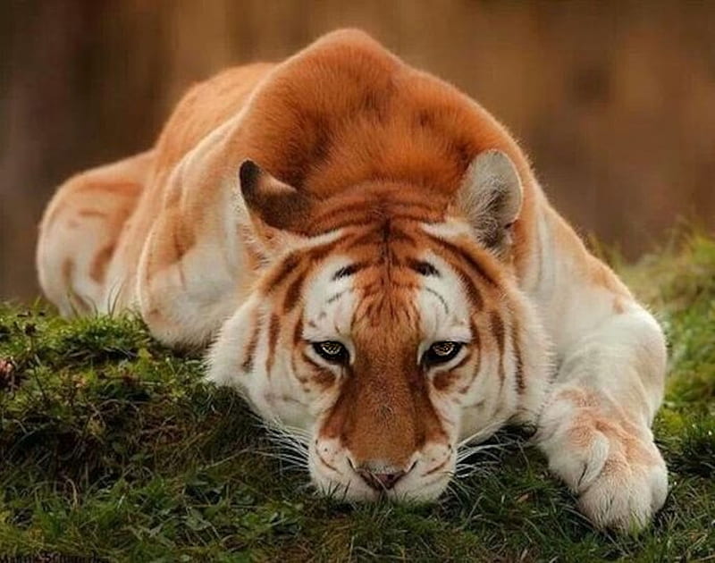 Golden Tiger Resting, the WOW factor, wonderful nature, nature, album, Xeptum, HD wallpaper